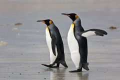 Pingüino rey, habitante de las Islas